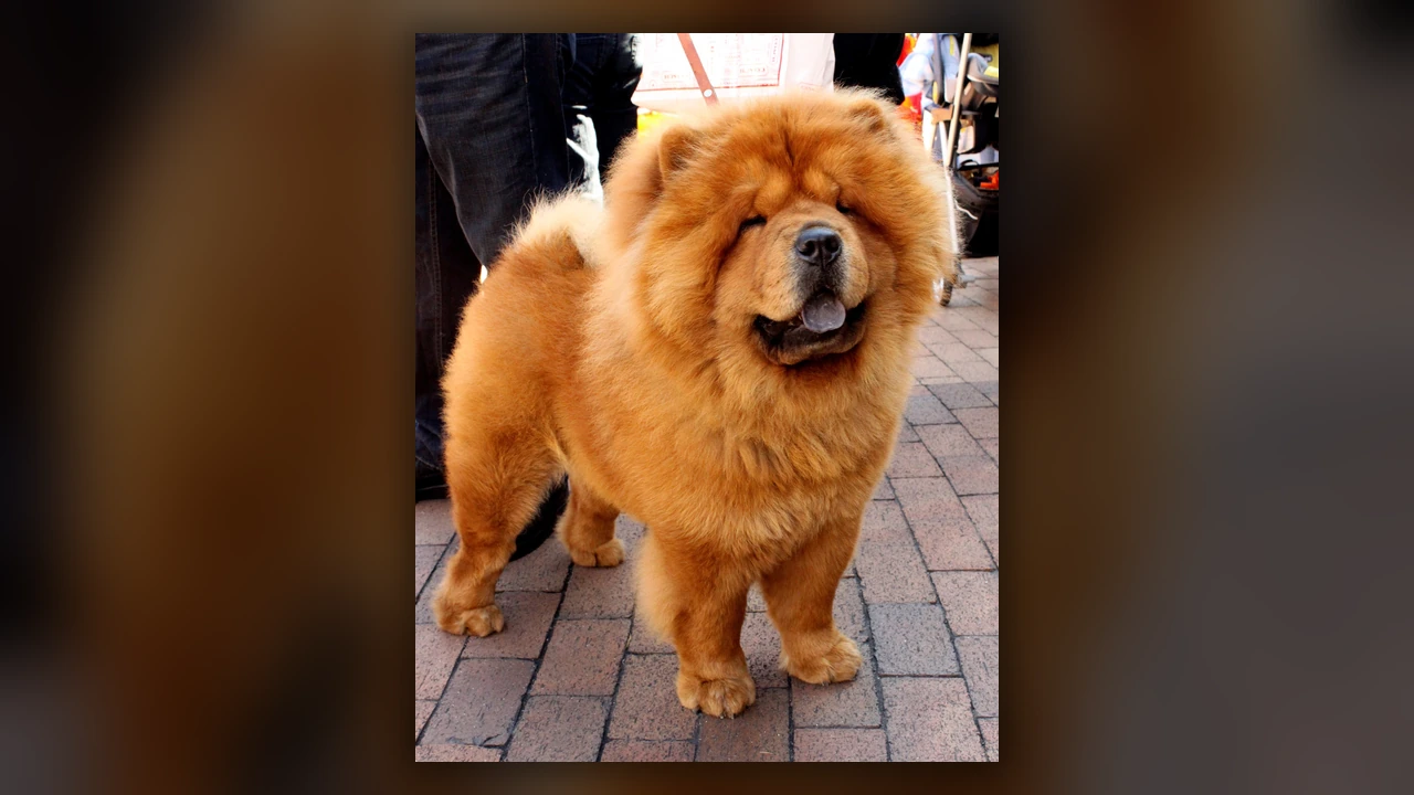 Chow Chow, immagine verificata della razza