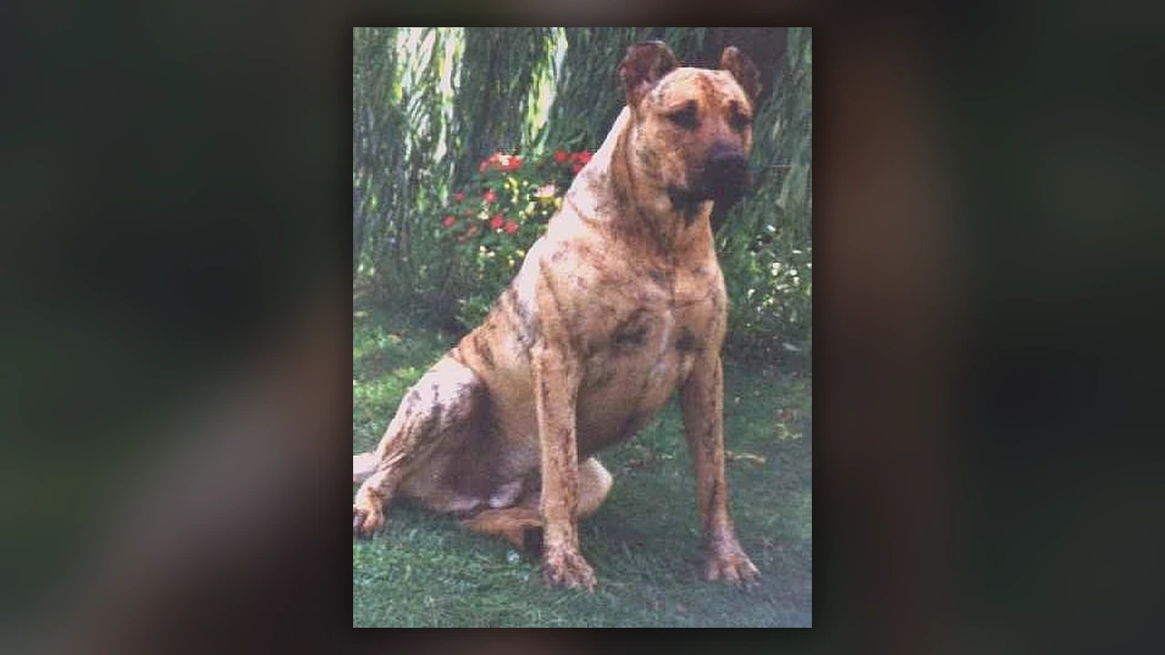 Cimarron Uruguayo, immagine verificata della razza