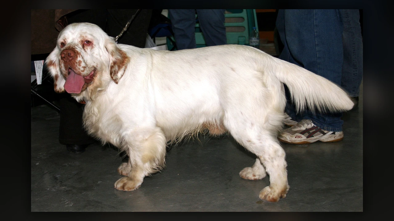 Clumber Spaniel, immagine verificata della razza