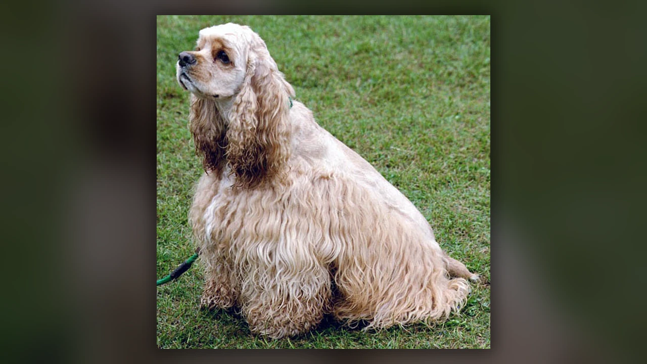 Cocker Spaniel Americano, immagine verificata della razza