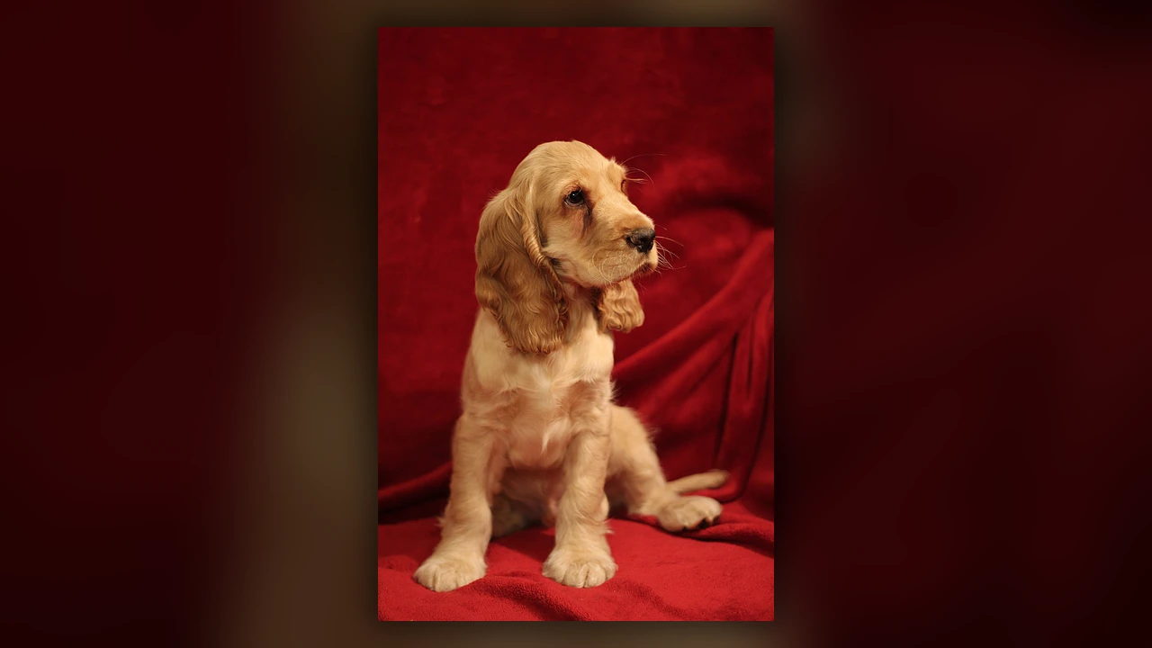 Cocker Spaniel Inglese, immagine verificata della razza