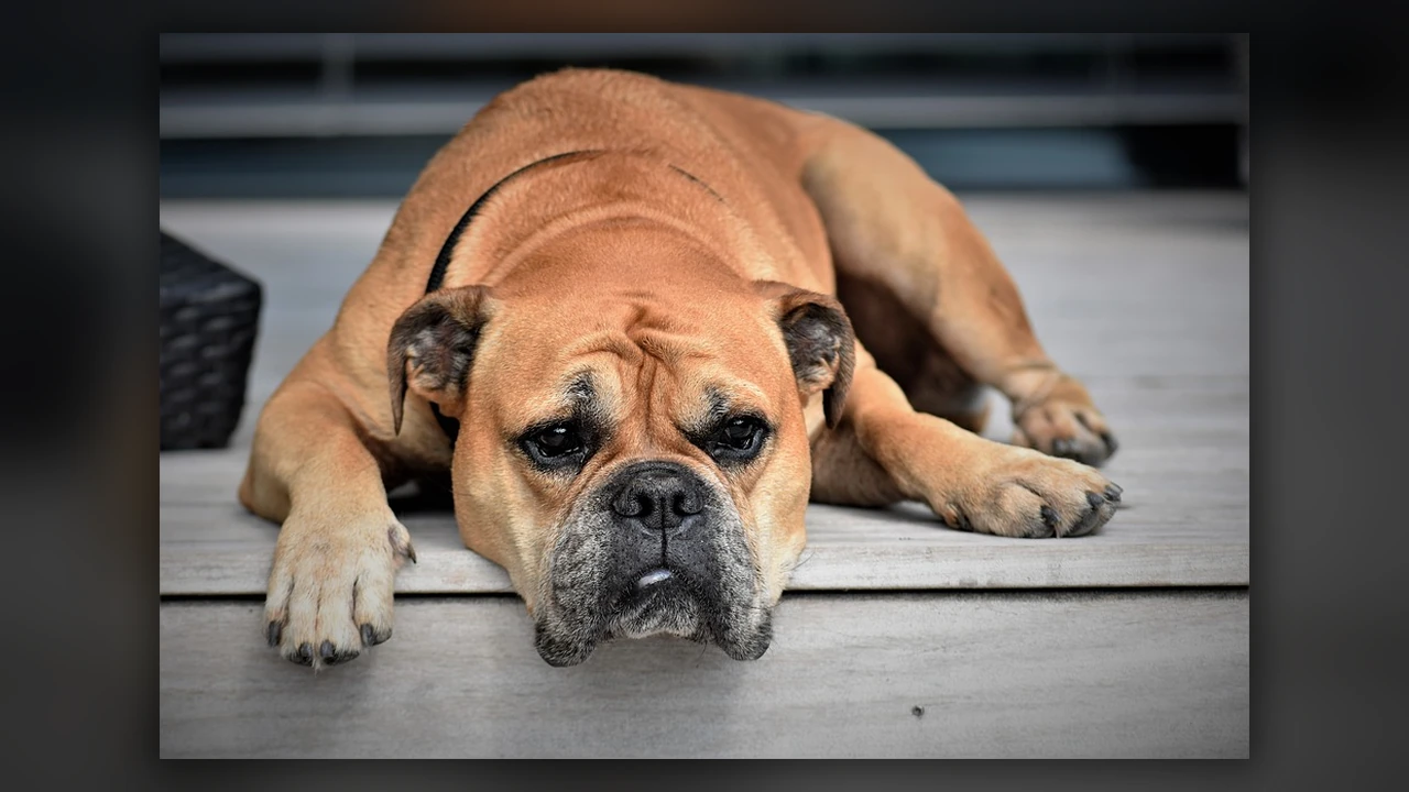 Continental Bulldog, immagine verificata della razza