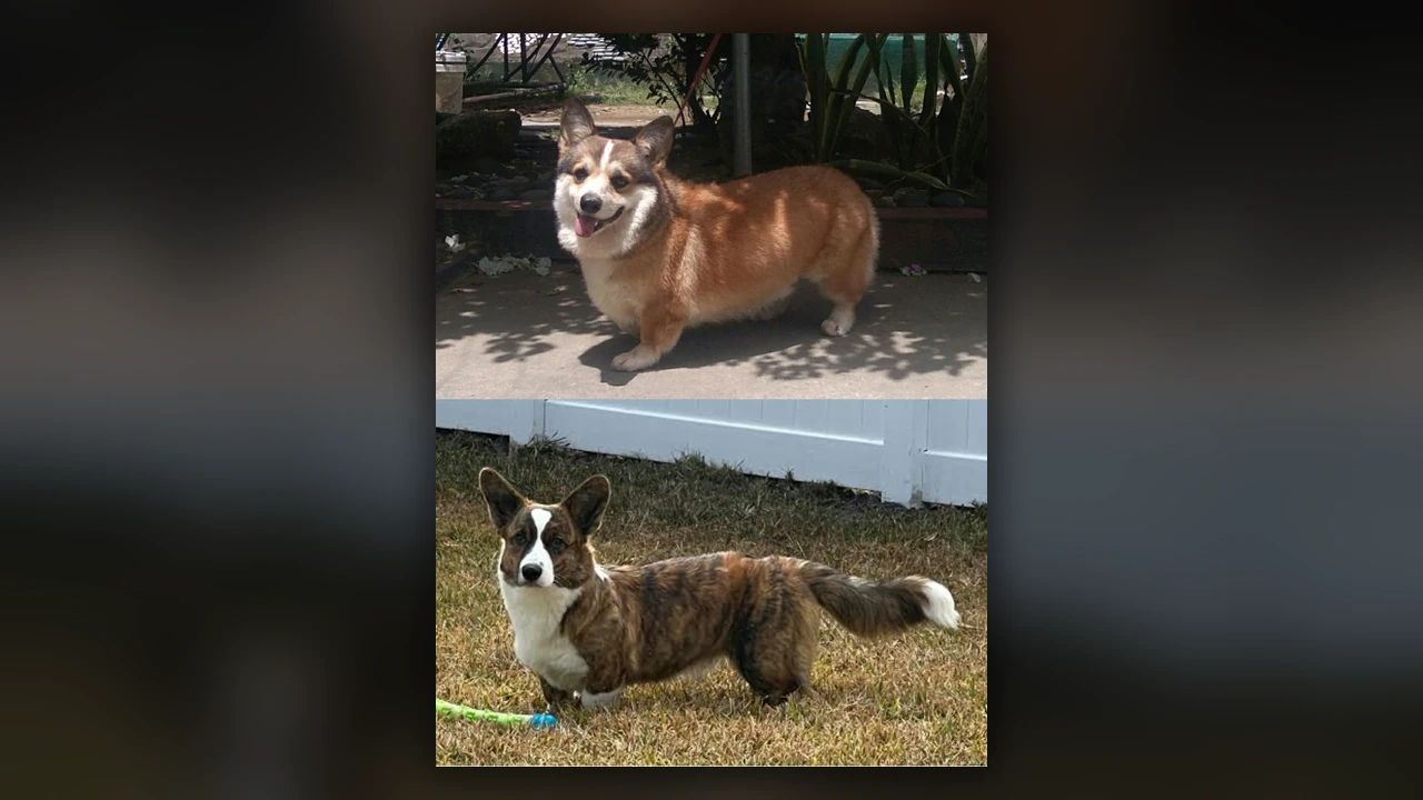 Welsh Corgi, immagine verificata della razza