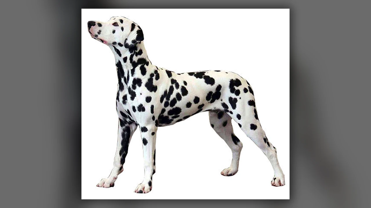 Dalmata, immagine verificata della razza