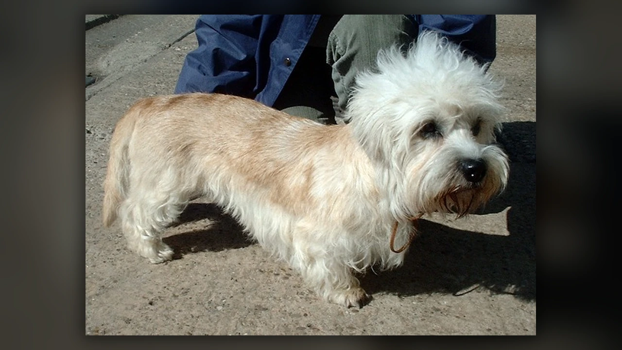 Dandie Dinmont Terrier, immagine verificata della razza