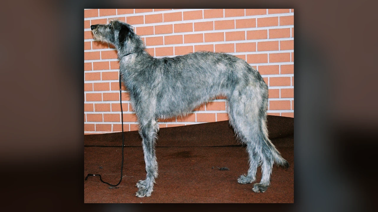 Deerhound, immagine verificata della razza