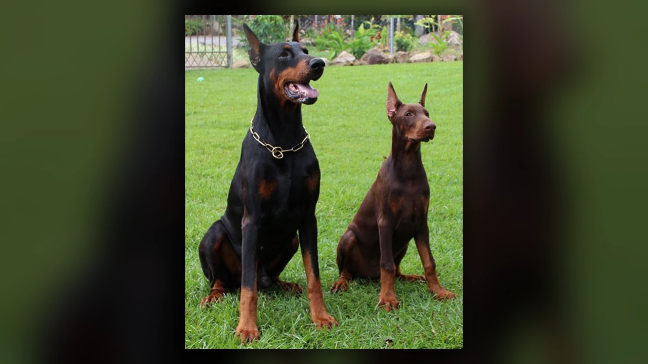 Dobermann, immagine verificata della razza