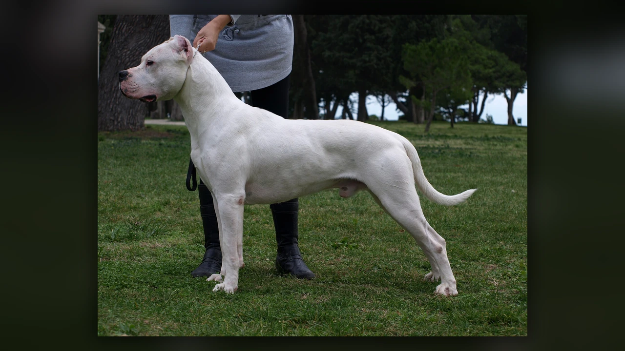 Dogo Argentino, immagine verificata della razza
