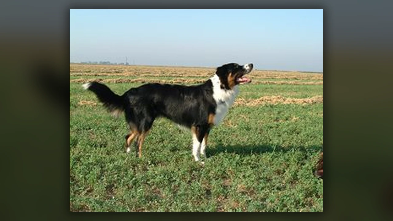English Shepherd, immagine verificata della razza