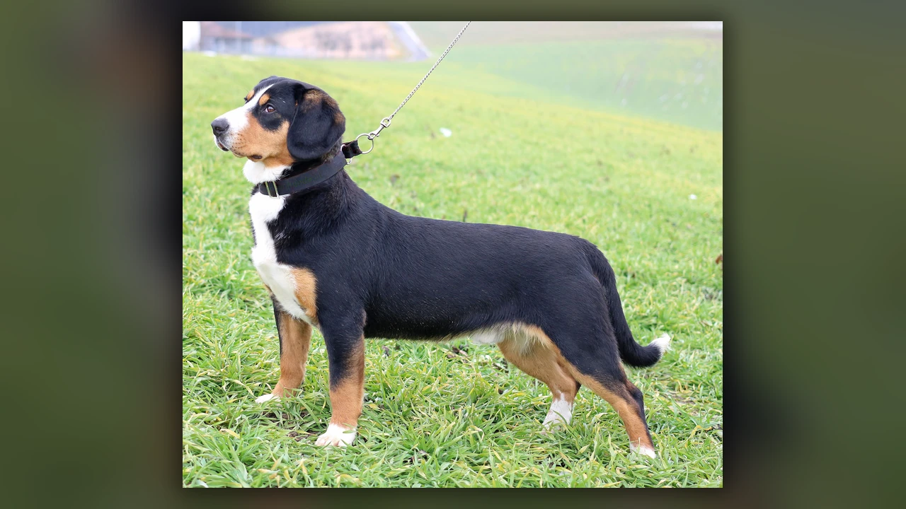 Entlebucher Sennenhund, immagine verificata della razza