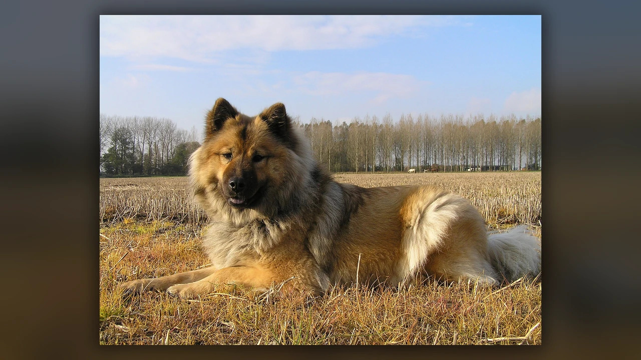 Eurasier, immagine verificata della razza