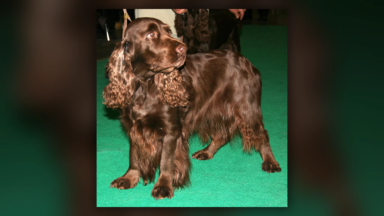Field Spaniel, immagine verificata della razza