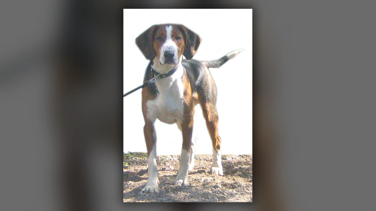 Finnish Hound, immagine verificata della razza