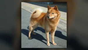 Finnish Spitz, immagine verificata della razza