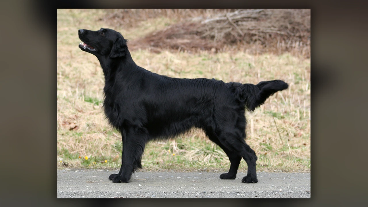 Flat Coated Retriever, immagine verificata della razza