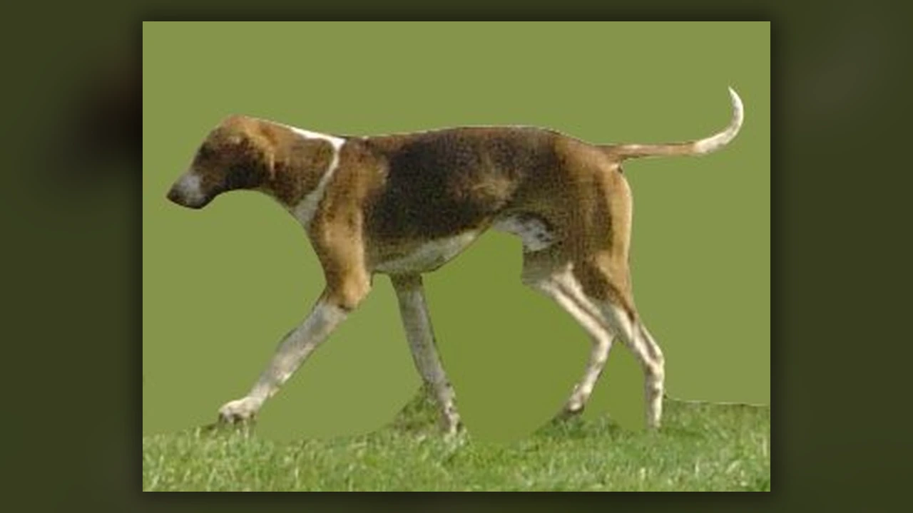 Foxhound Inglese, immagine verificata della razza