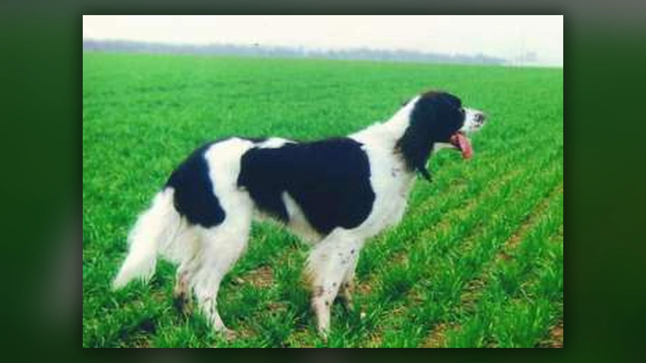 French Spaniel, immagine verificata della razza