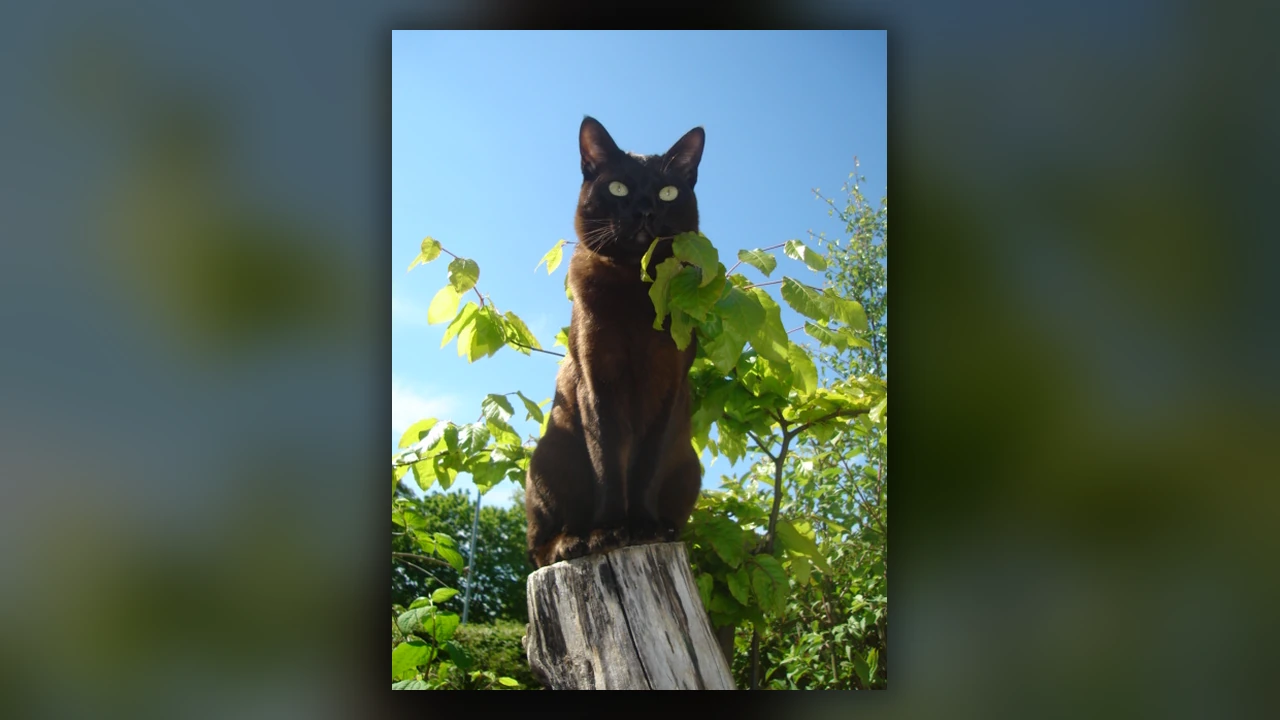 Gatto Asian, immagine verificata della razza