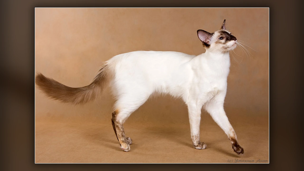 Gatto Balinese, immagine verificata della razza