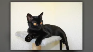 Gatto Bombay, immagine verificata della razza