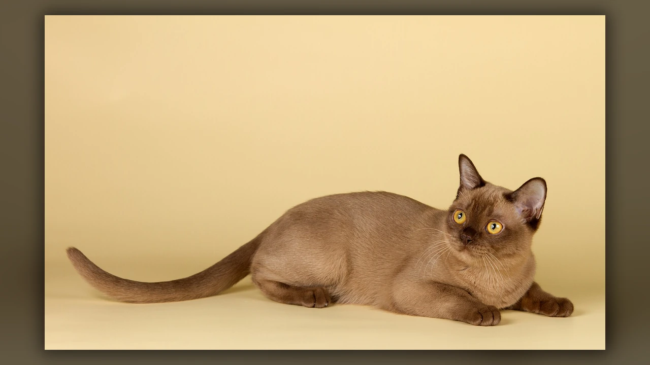 Gatto Burmese, immagine verificata della razza