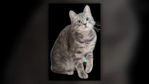 Gatto Europeo, immagine verificata della razza