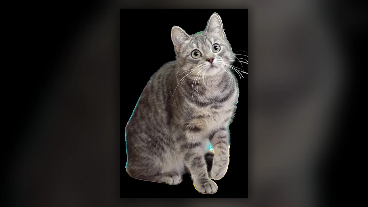 Gatto Europeo, immagine verificata della razza