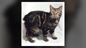 Gatto Manx, immagine verificata della razza