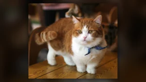 Gatto Munchkin, immagine verificata della razza