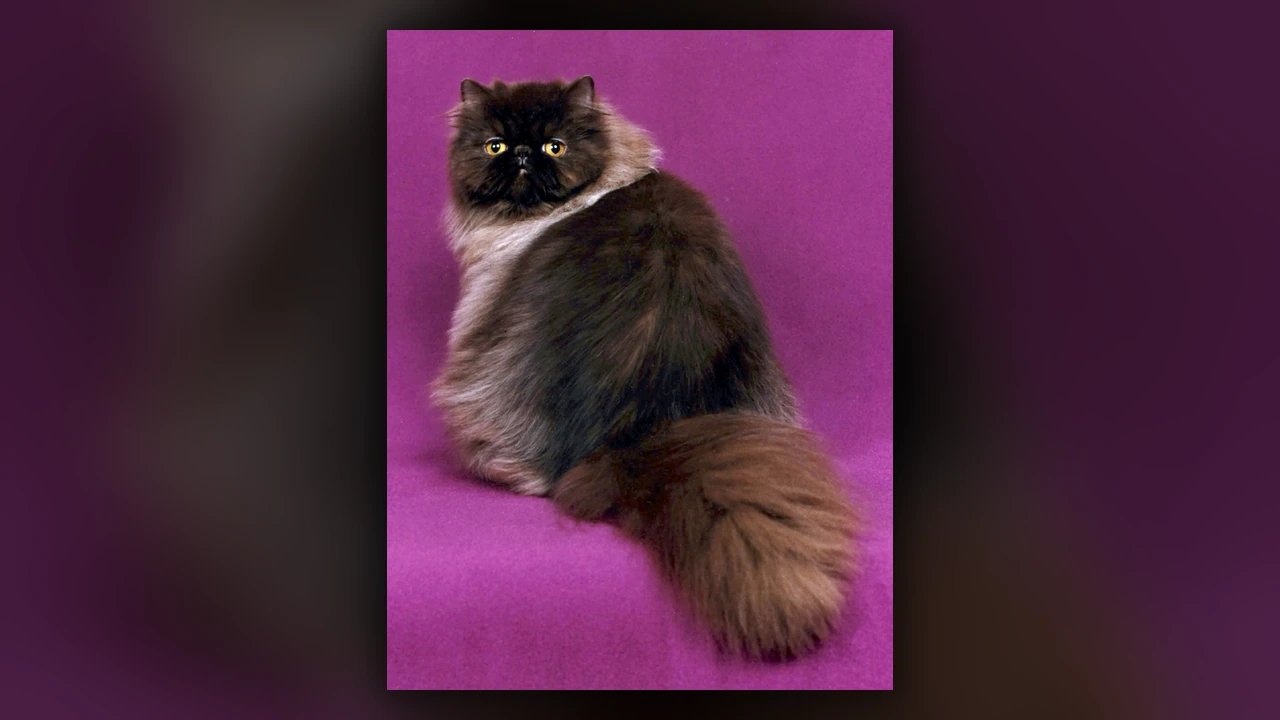 Gatto Persiano, immagine verificata della razza
