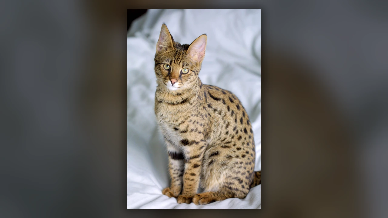 Gatto Savannah, immagine verificata della razza