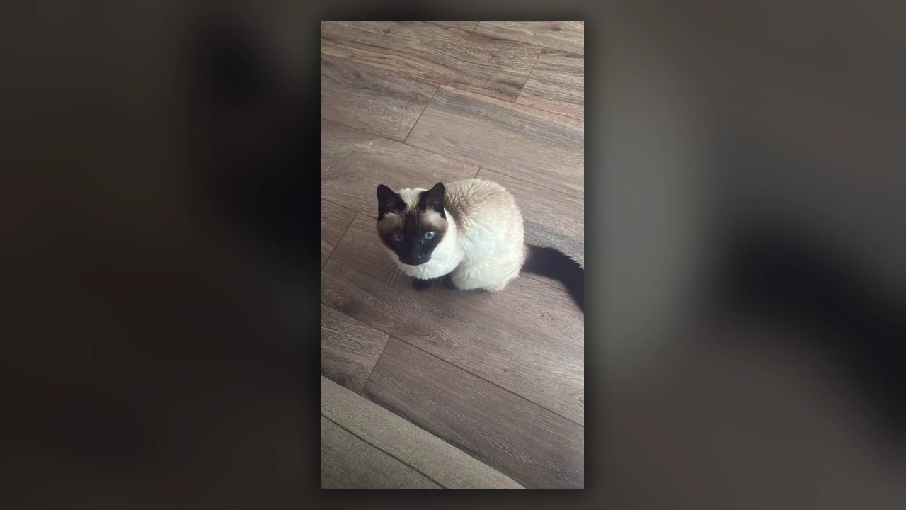 Gatto Siamese, immagine verificata della razza