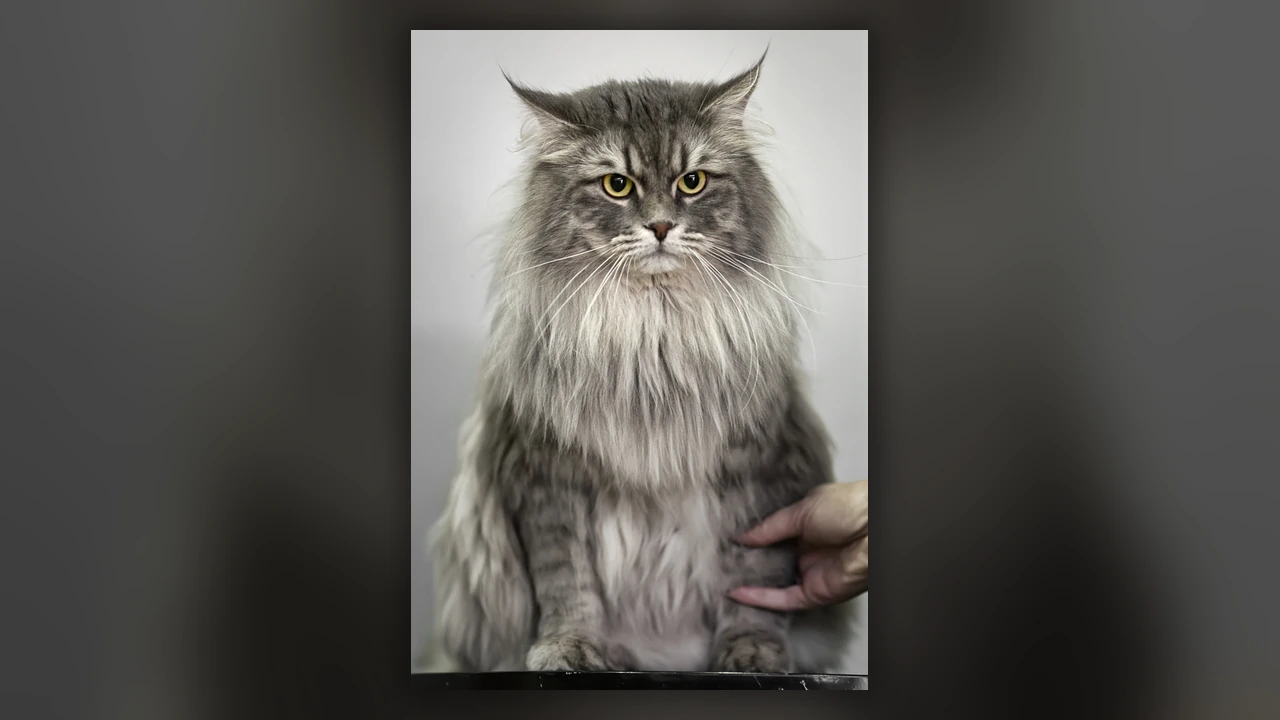 Gatto Siberiano, immagine verificata della razza