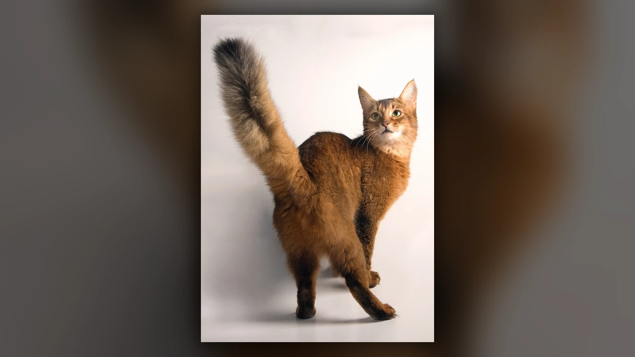 Gatto Somalo, immagine verificata della razza