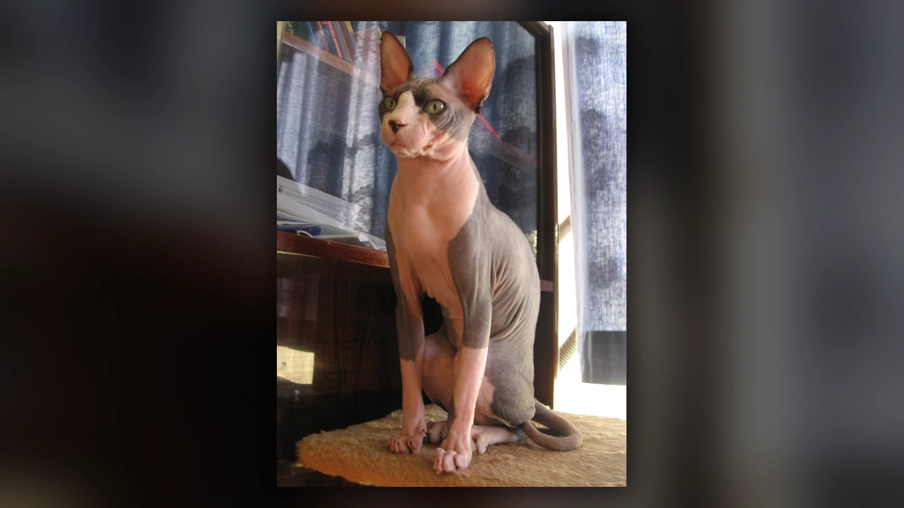 Gatto Sphynx, immagine verificata della razza