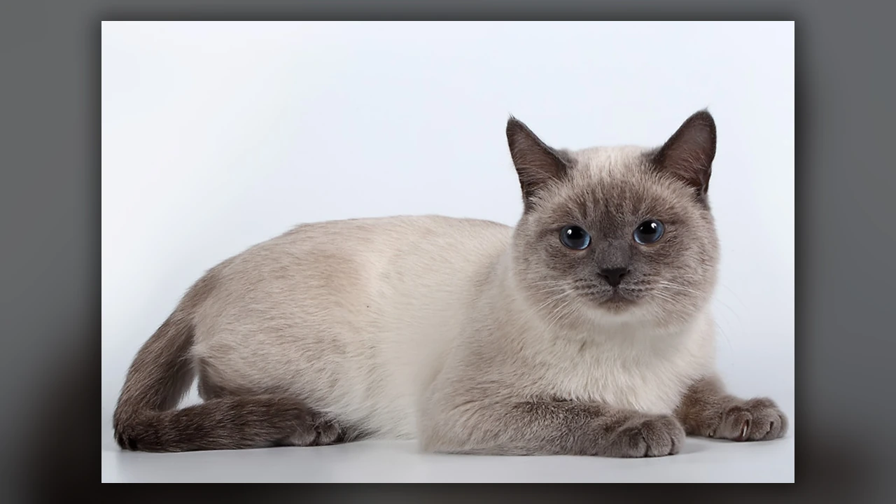 Gatto Thai, immagine verificata della razza