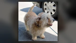 Glen of Imaal Terrier, immagine verificata della razza