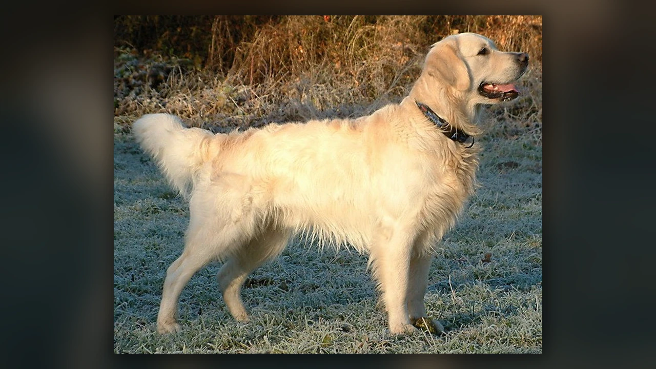 Golden Retriever, immagine verificata della razza