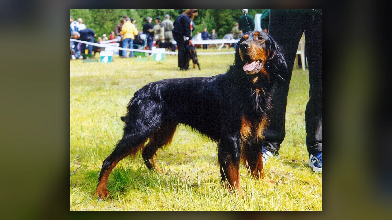 Gordon Setter, immagine verificata della razza