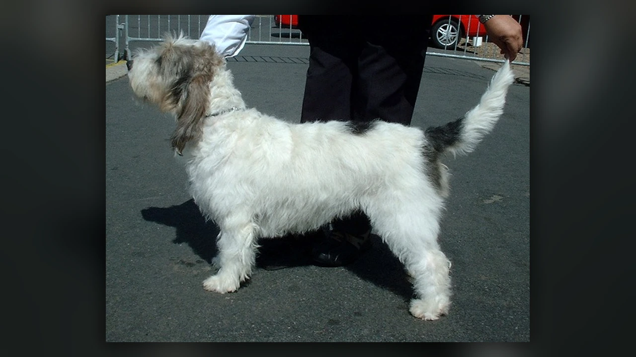 Grand Basset Griffon Vendeen, immagine verificata della razza