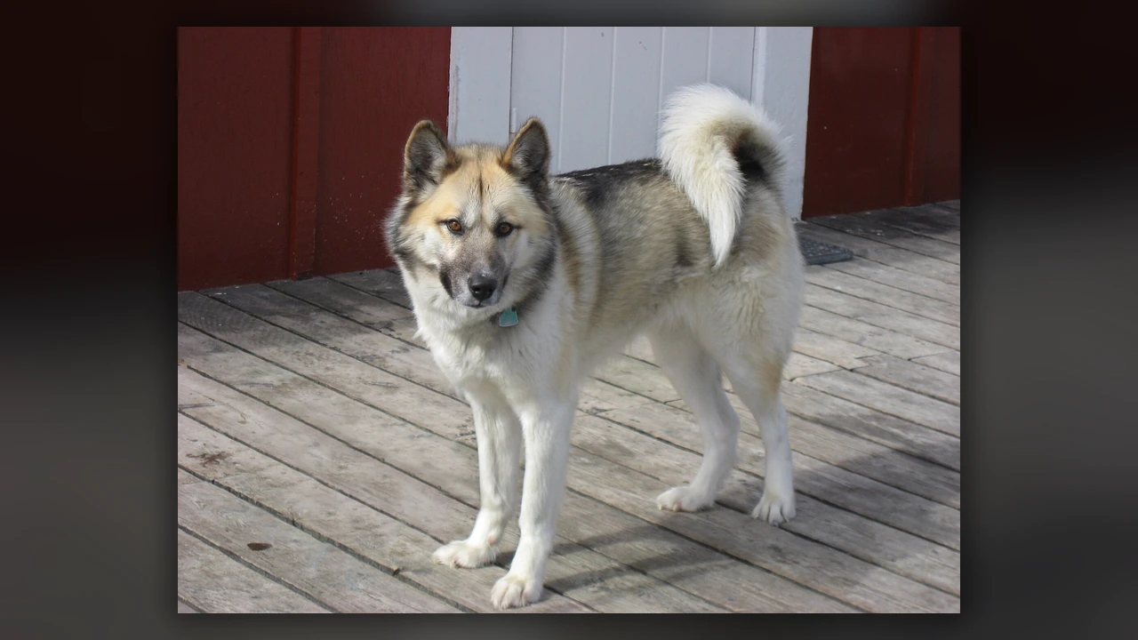 Greenland Dog, immagine verificata della razza