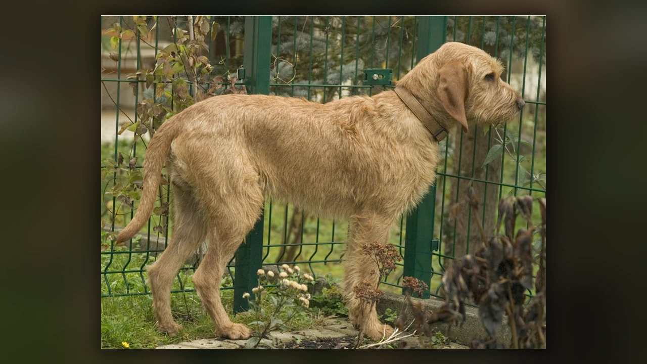 Griffon Fauve de Bretagne, immagine verificata della razza