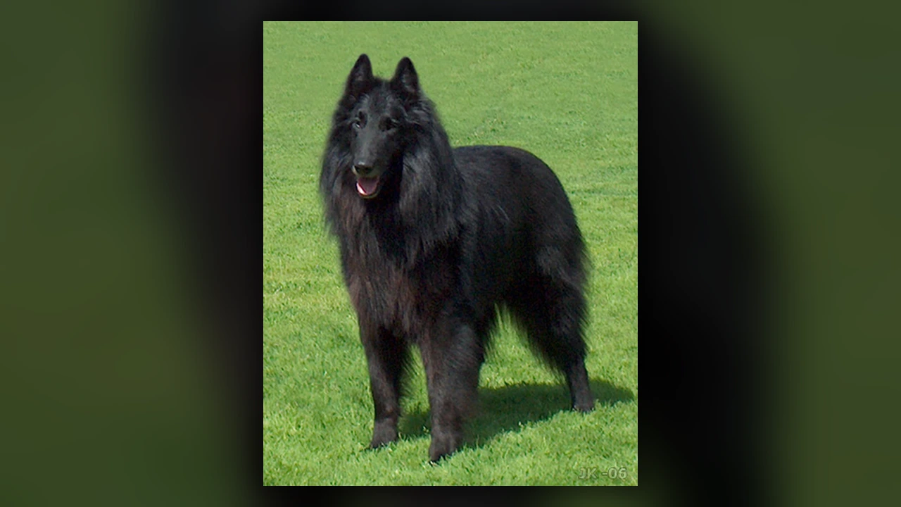 Groenendael, immagine verificata della razza