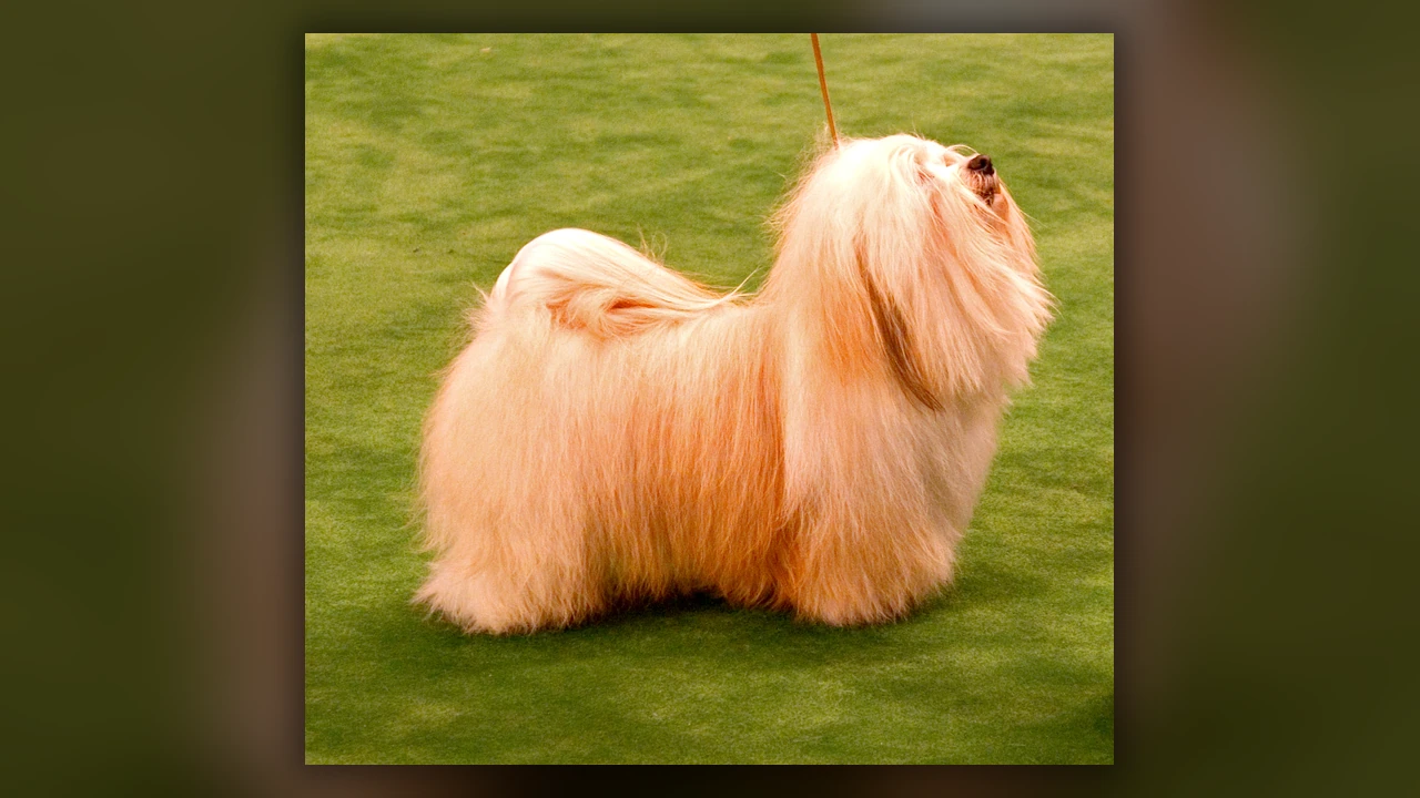Havanese, immagine verificata della razza