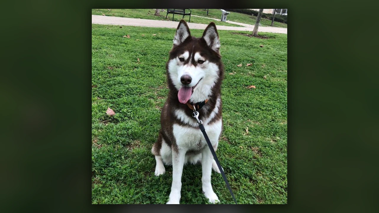 Husky Siberiano, immagine verificata della razza