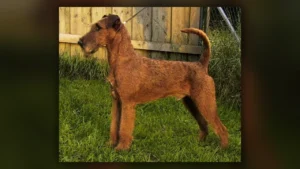 Irish Terrier, immagine verificata della razza