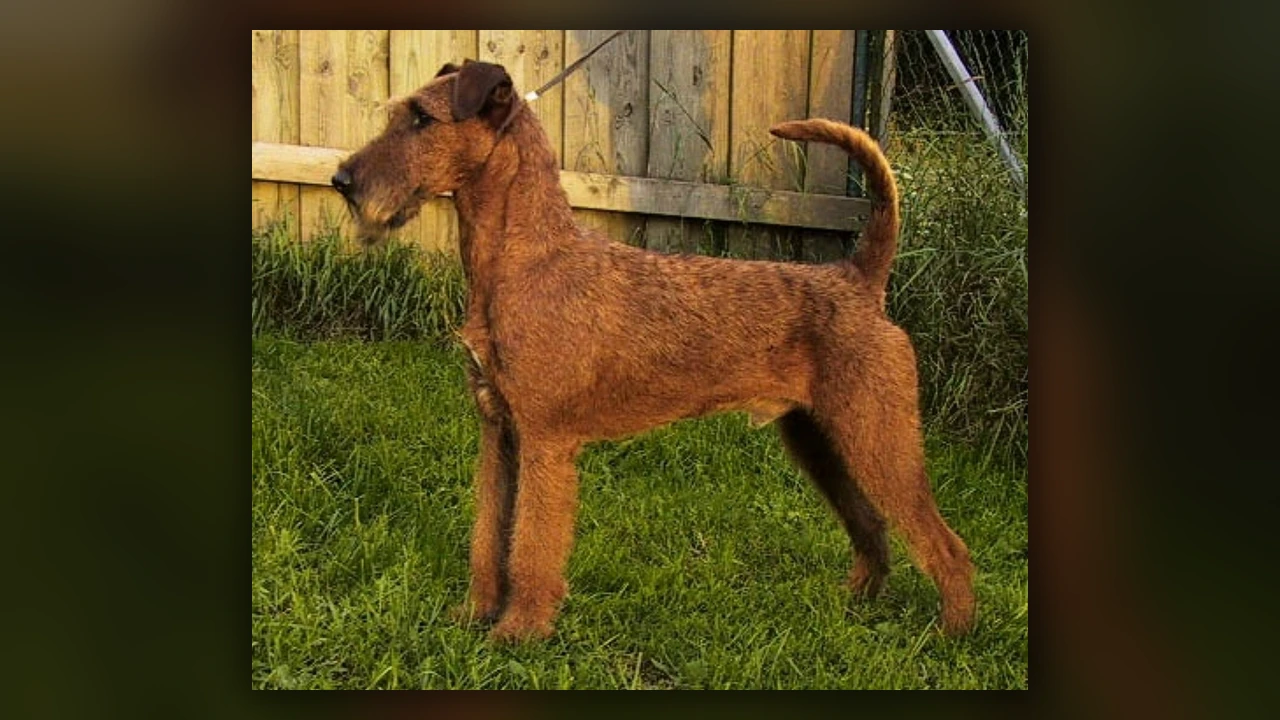 Irish Terrier, immagine verificata della razza