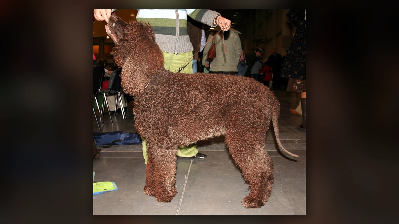 Irish Water Spaniel, immagine verificata della razza