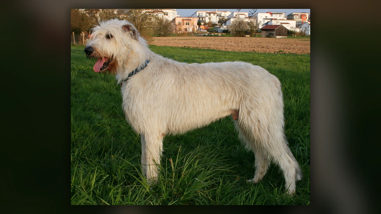 Irish Wolfhound, immagine verificata della razza