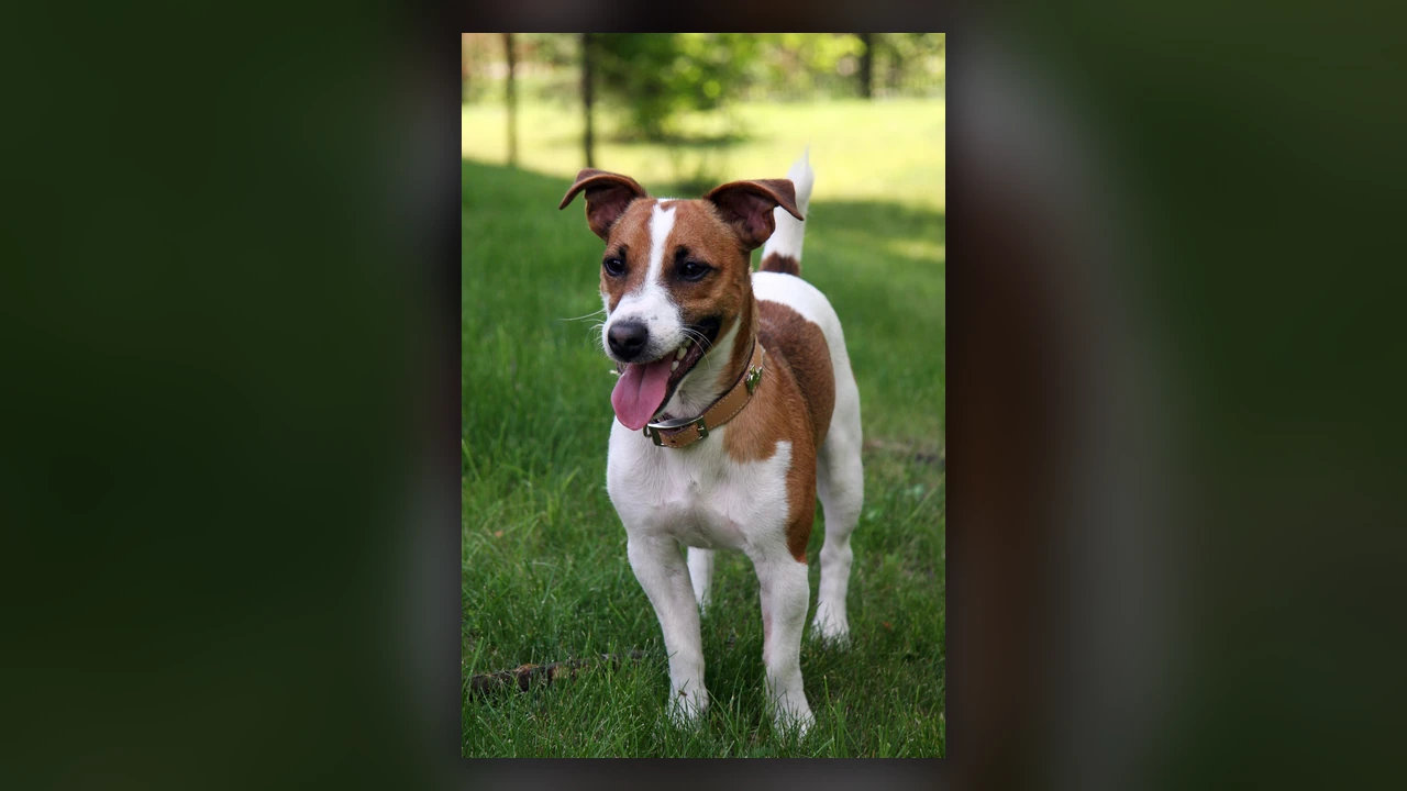 Jack Russell Terrier, immagine verificata della razza